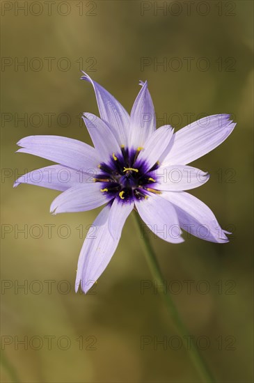 Cupid's dart (Catananche caerulea), flower, ornamental plant, North Rhine-Westphalia, Germany,