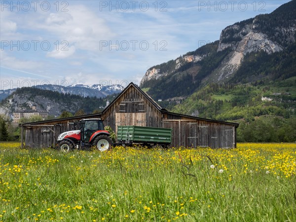 Meadow with tall buttercups (Ranunculus acris), greater buttercup, common buttercup, behind hay