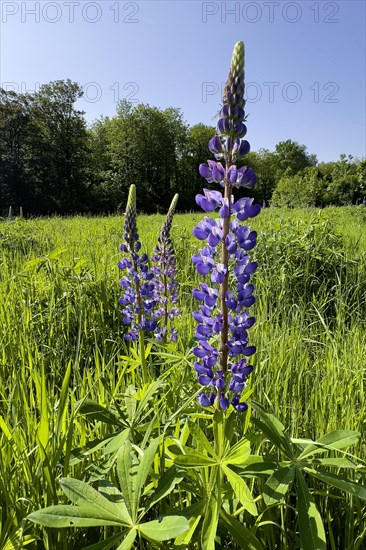 Wild Narrow-leaved lupin (Lupinus angustifolius) growing in the wild in a landscape conservation