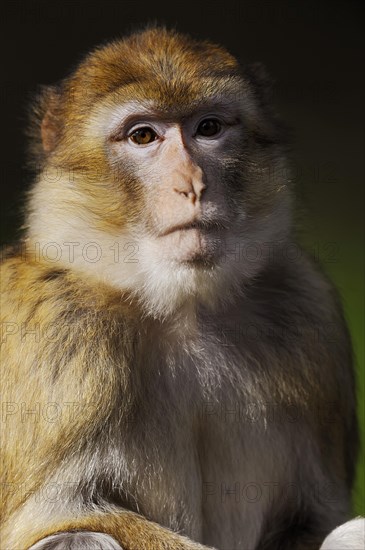 Barbary macaque (Macaca sylvanus), captive, portrait, occurring in Morocco, Algeria and Gibraltar