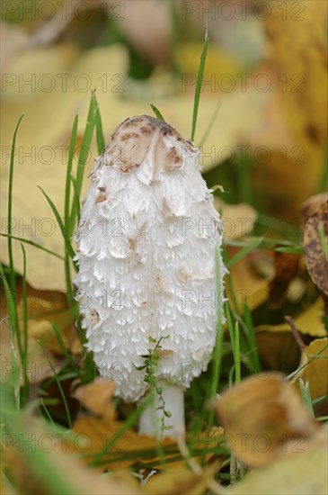Shaggy ink cap (Coprinus comatus), North Rhine-Westphalia, Germany, Europe