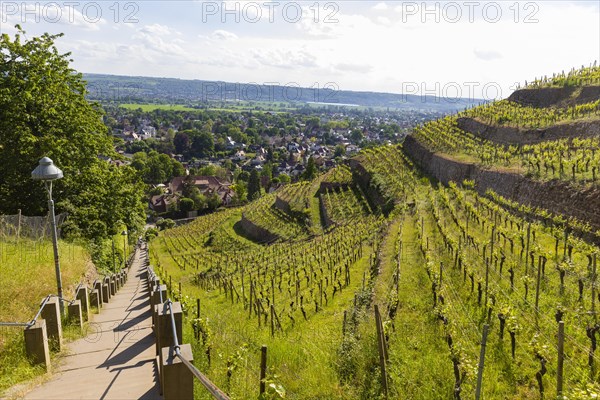 Winery at the Goldener Wagen. Spitzhaustreppe, Radebeul, Saxony, Germany, Europe