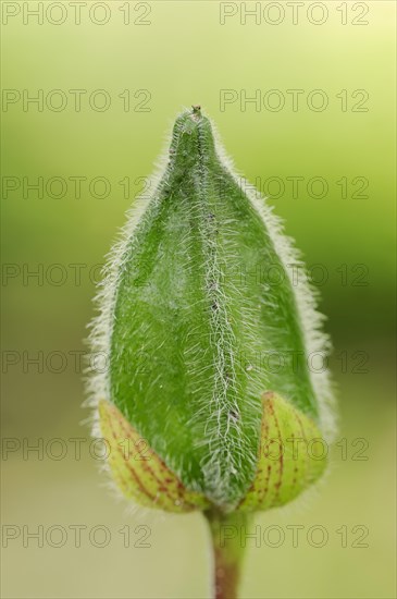 Manioc bisameibisch (Abelmoschus manihot, Hibiscus manihot), fruit stand, native to Asia
