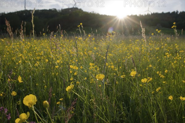 Flower meadow at dusk, wind power, wind turbine, wind energy, renewable energies, Mainhardt Forest,