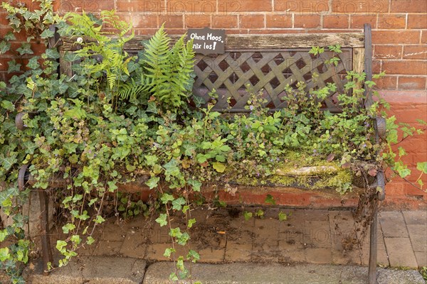 Bench overgrown with plants, pavement, old town centre, Lauenburg, Schleswig-Holstein, Germany,
