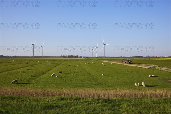 Evening marsh landscape with sheep and wind turbines near Simonsberg, Nordfriesland district,