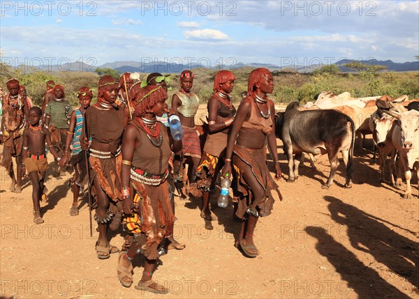 South Ethiopia, Omo region, among the tribe of the Hamar, Hamer, Hamma, Hammer, Amar or Amer, bulls