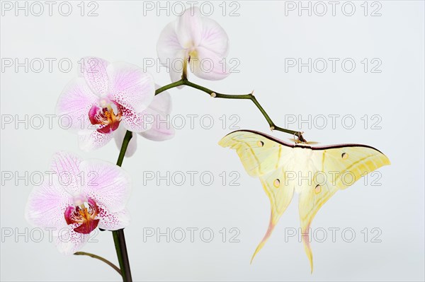 Indian luna moth (Actias selene), male on butterfly orchid (Phalaenopsis hybride), captive,
