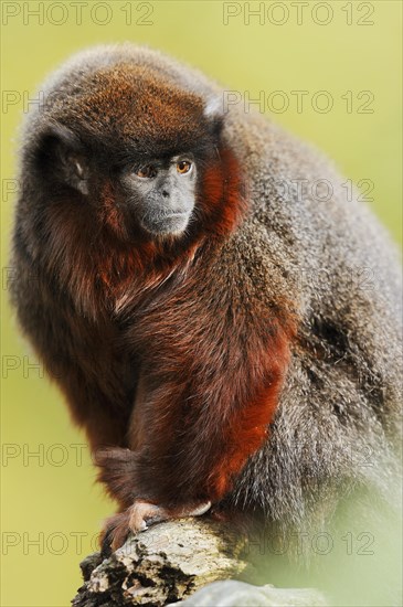 Coppery titi or red titi (Plecturocebus cupreus, Callicebus cupreus), captive, occurring in Brazil