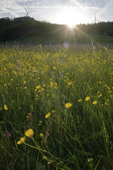 Flower meadow at dusk, wind power, wind turbine, wind energy, renewable energies, Mainhardt Forest,