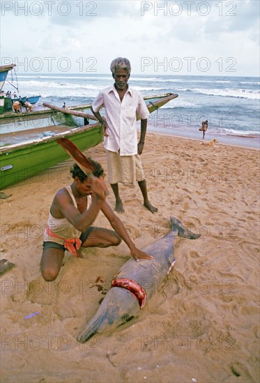 Fisherman cutting a dolphin, meat for the local low caste hindus, beach on the Gulf of Bengal,