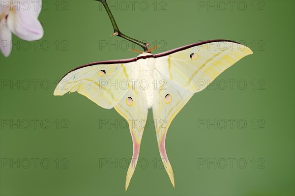 Indian luna moth (Actias selene), male, captive, occurrence in Asia