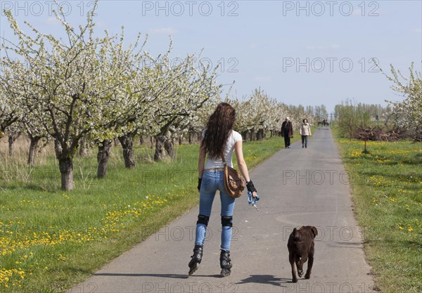 A young woman accompanied by her dog rides inline skates along blossoming cherry trees, Werder,