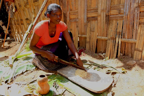 South Ethiopia, among the Dorze people, woman processes the mass of the ground false banana, which