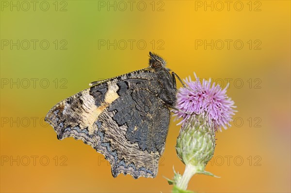 Small tortoiseshell (Nymphalis urticae, Aglais urticae), North Rhine-Westphalia, Germany, Europe