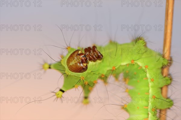 Indian luna moth (Actias selene), caterpillar, captive, occurrence in Asia