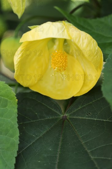 Beautiful mallow (Abutilon cultivar), flower, ornamental plant, North Rhine-Westphalia, Germany,