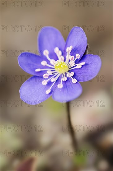 Liverwort (Hepatica nobilis, Anemone hepatica), flower, North Rhine-Westphalia, Germany, Europe