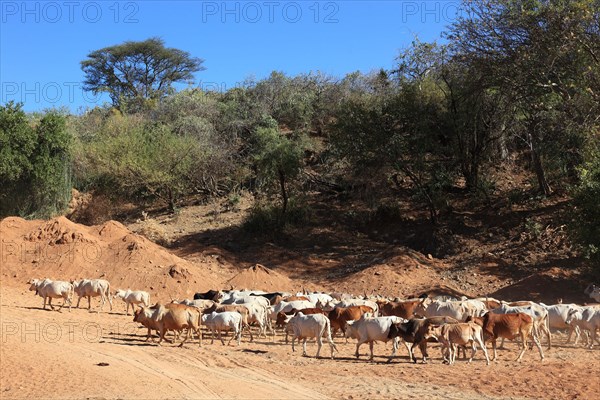 South Ethiopia, Omo Region, Nomads with their cattle walking in the dry riverbed of the Kizo River,