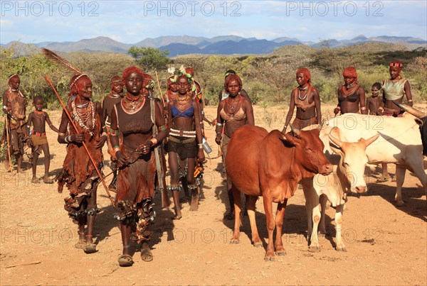 South Ethiopia, Omo region, among the tribe of the Hamar, Hamer, Hamma, Hammer, Amar or Amer, bulls