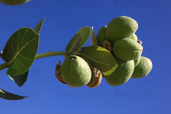 Southern Ethiopia, Omo region, blossom and fruit of the satanic apple, Ethiopia, Africa