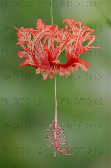 Coral mallow or coral hibiscus (Hibiscus schizopetalus), flower, native to Africa, ornamental