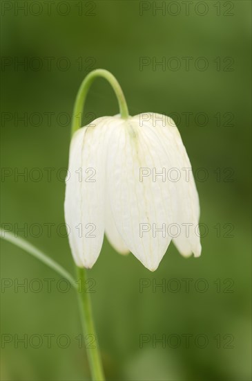 Snake's Head Fritillary (Fritillaria meleagris f. alba), flower, Lower Saxony, Germany, Europe