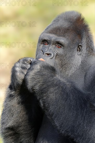 Western lowland gorilla (Gorilla gorilla gorilla), male, silverback, captive, occurring in Africa