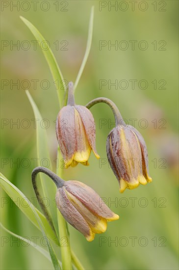 Turkish checkerboard flower or Michailovsky's fritillary (Fritillaria michailovskyi), flowers,