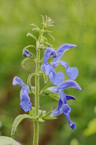 Gentian sage (Salvia patens), flowers, native to Central America