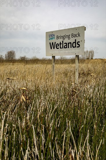 Fort Dodge, Iowa, Whispering Wings Marsh, a wetlands habitat conservation area where pheasants and