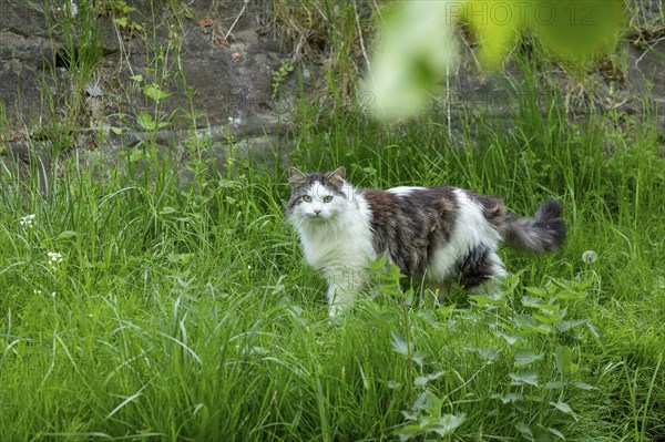 Domestic cat, Boizenburg, Mecklenburg-Western Pomerania, Germany, Europe
