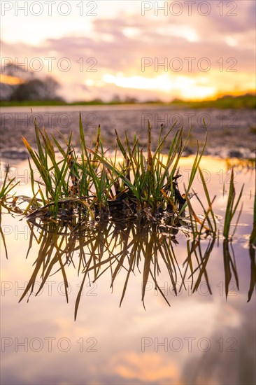 Blades of grass reflected in a puddle of water in the evening light, spring, Calw, Black Forest,