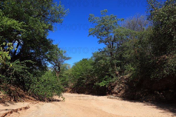 Southern Ethiopia, Omo Region, Trees on the banks of the dry riverbed, Wadi, Ethiopia, Africa