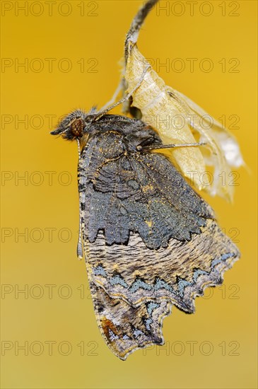Small tortoiseshell (Nymphalis urticae, Aglais urticae) freshly hatched, North Rhine-Westphalia,