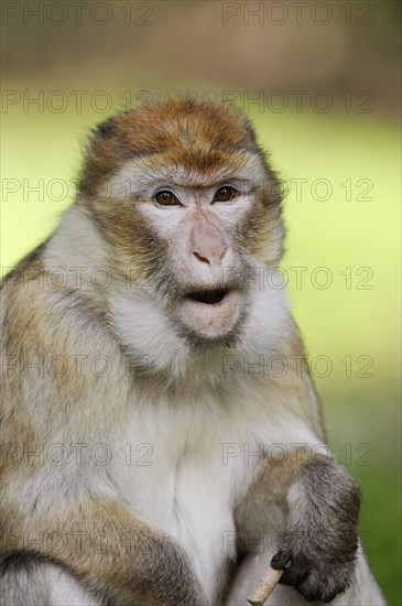 Barbary macaque (Macaca sylvanus), captive, portrait, occurring in Morocco, Algeria and Gibraltar