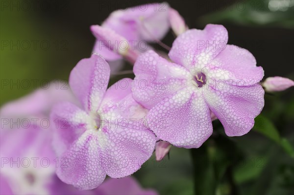 Tall flame flower or tall perennial phlox (Phlox paniculata), flowers, ornamental plant, North