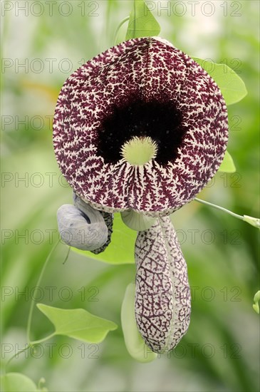 Ghost plant or pipe flower (Aristolochia elegans, Aristolochia littoralis), flower, native to South