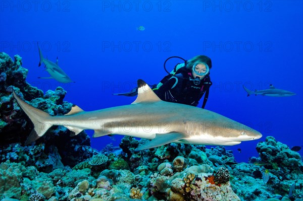 Diver watching blacktip reef shark (Carcharhinus melanopterus) at close range Blacktip reef shark
