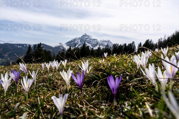 Purple crocuses in a meadow with a snow-covered mountain in the background