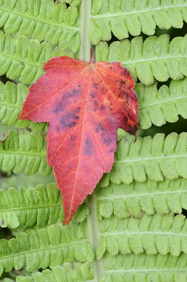 Red maple (Acer rubrum), leaf on fern leaf in autumn, North Rhine-Westphalia, Germany, Europe