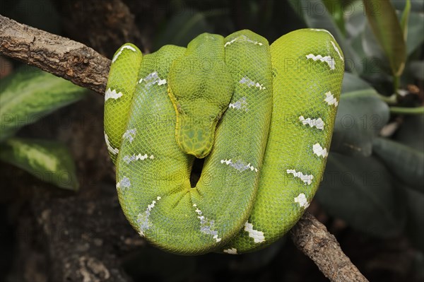 Emerald emerald green tree boa (Corallus caninus), captive, occurrence in South America