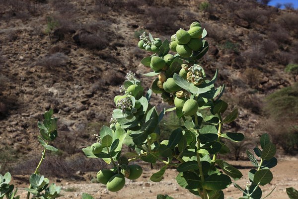 Southern Ethiopia, Omo region, landscape in a valley, Satan's apple, Ethiopia, Africa