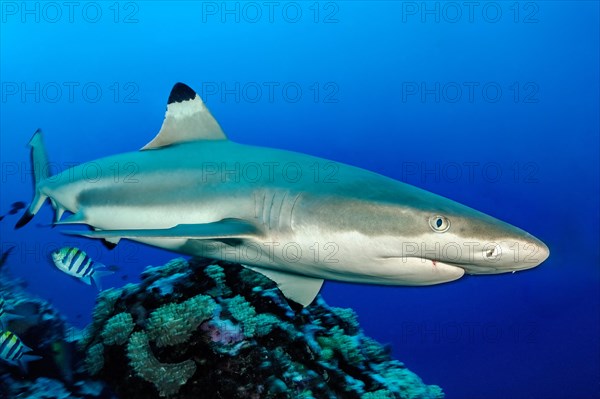 Blacktip reef shark (Carcharhinus melanopterus) Blacktip reef shark swimming through coral reef in