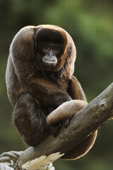 Brown woolly monkey (Lagothrix lagotricha), captive, occurring in South America
