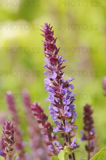 Woodland sage (Salvia nemorosa), ornamental plant, North Rhine-Westphalia, Germany, Europe