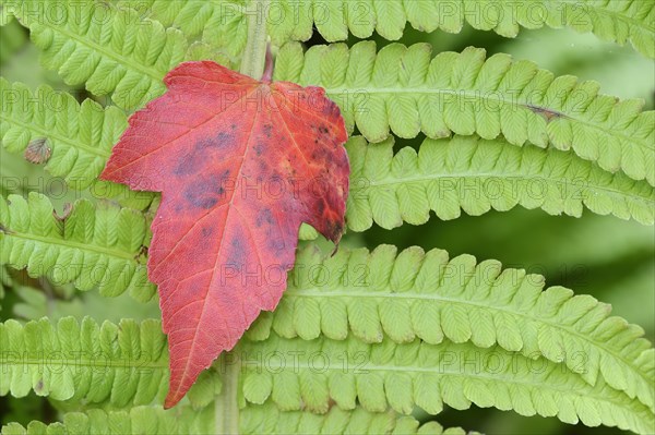 Red maple (Acer rubrum), leaf on fern leaf in autumn, North Rhine-Westphalia, Germany, Europe
