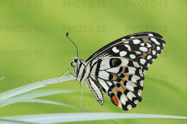 Citrus Swallowtail or Chequered Swallowtail (Papilio demoleus), captive, occurrence in Southeast
