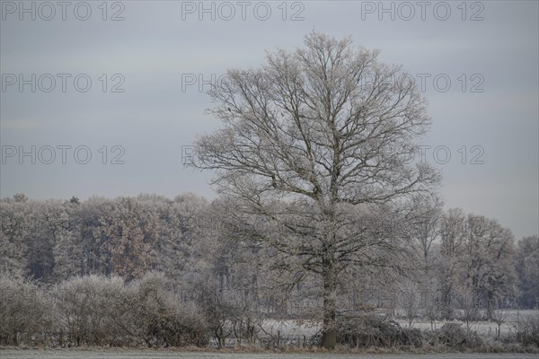 Single large tree and trees in the background covered with frost against a grey sky, hoarfrost on