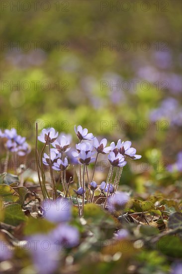 Close-up of Common Hepatica (Anemone hepatica) blossoms in a forest in spring, Bavaria, Germany,
